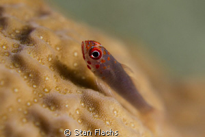 Red spotted goby by Stan Flachs 